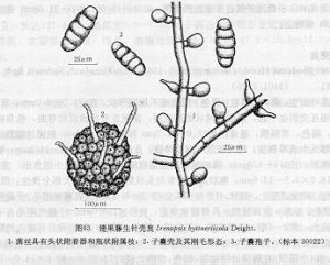 翅果藤生針殼炱