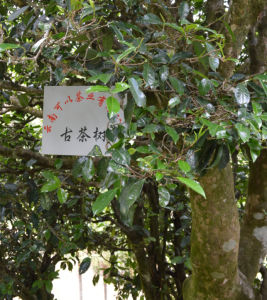 栽培型古茶樹