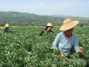 胡豆種植