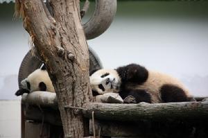 愜意的大熊貓寶寶們