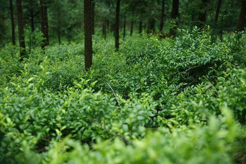 野生莓茶