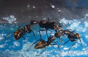 （圖）針毛收穫蟻