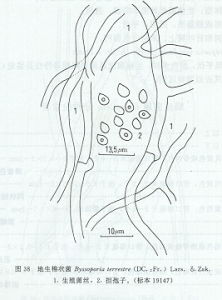 地生棉狀菌