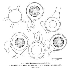 腐植疫霉