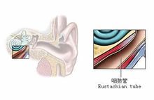 咽鼓管