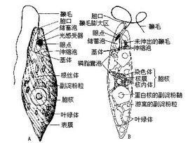 隱鞭蟲屬