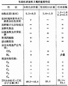 韋榮氏球菌科