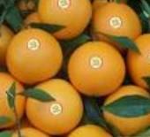 統景梨橙