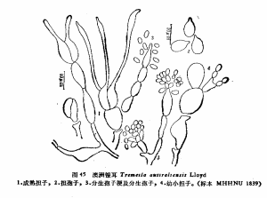 澳洲銀耳