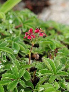 大瓣紫花山莓草