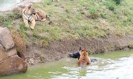 6·5淹城動物園活驢投虎事件