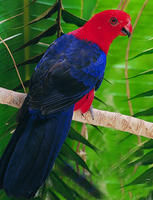 安汶島王鸚鵡哈馬黑拉亞種