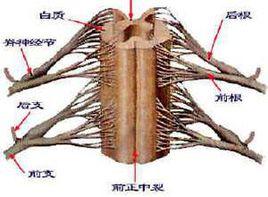 脊髓壓迫症