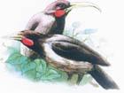 紐西蘭椋鳥