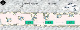 趨化作用