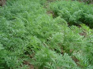 水井彎自然村種植業