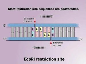 限制性核酸內切酶