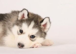 Siberian Husky