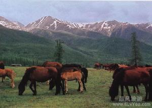 阿爾泰山