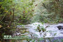 森林 瀑布 風景 山水 溪水 古樹 南夢溪