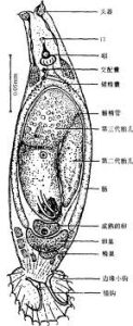 囊形指環蟲