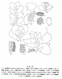 擬疣鱗苔