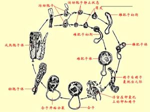 元素表生活動性