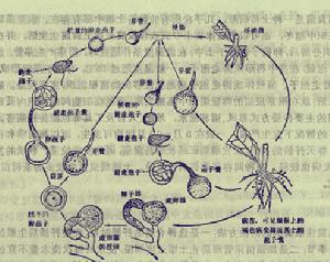 茶苗綿腐性根腐病