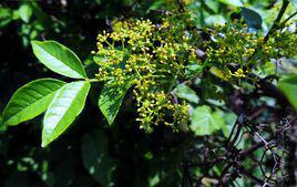 野花椒[芸香科花椒屬植物]