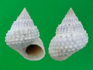 珠環玉黍螺