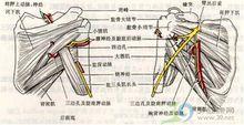 肩胛骨