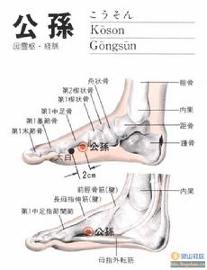 足太陰脾經之絡穴公孫