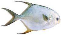 平魚