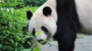 碧峰峽動物園區