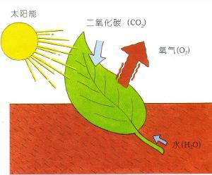 樹葉[樹進行光合作用的部位]