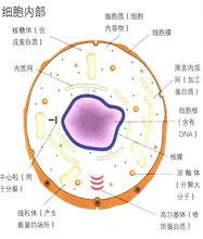 細胞質示意圖