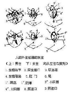 生殖結節