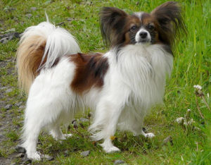 Papillon dog