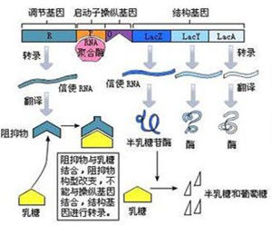 乳糖代謝基因表達調控