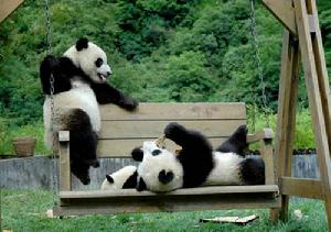 Giant panda