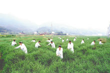 圖1 遂昌石練鎮菊米生產基地