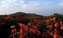 雲中花都