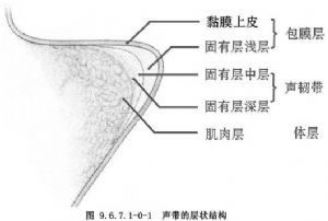 聲帶良性病變手術