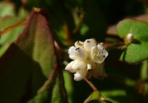 小頭蓼（原變種）