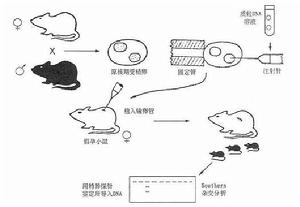 顯微注射法簡化的實驗過程本篇文章來自百拇醫藥網 原文連結：http://www.100md.com/html/Dir/2003/04/03/9038.htm