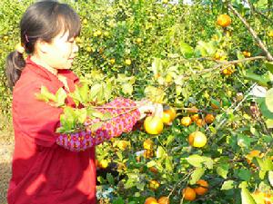 （圖）麥嶺鎮[富川瑤族自治縣]