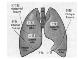 中葉綜合徵