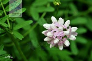 繡球小冠花