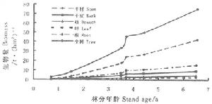 窿緣桉