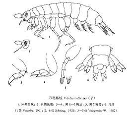 刀足路戎